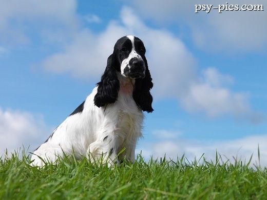 Cocker spaniel angielski