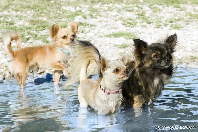 Chihuahua