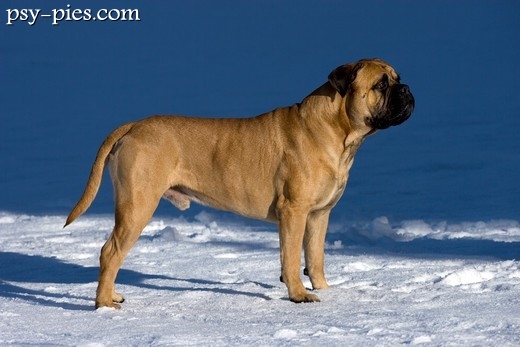 Bullmastiff