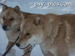 Hokkaido inu