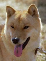 Hokkaido inu