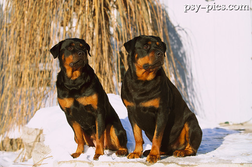 Rottweilery