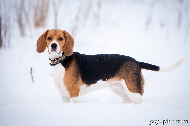 Beagle