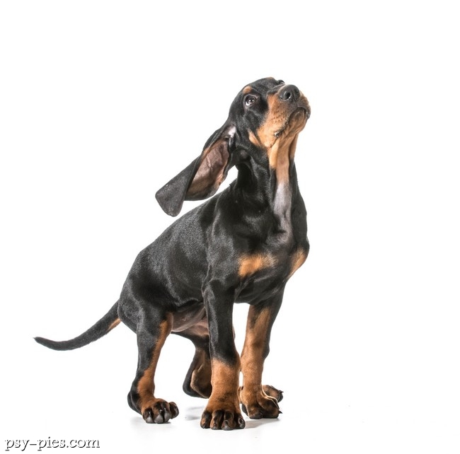 Black and Tan Coonhound