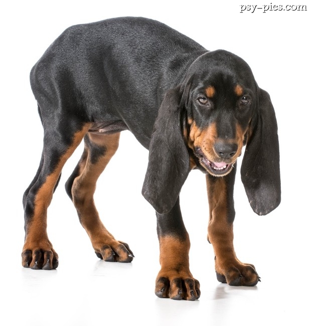 Black and Tan Coonhound