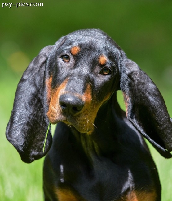 Black and Tan Coonhound