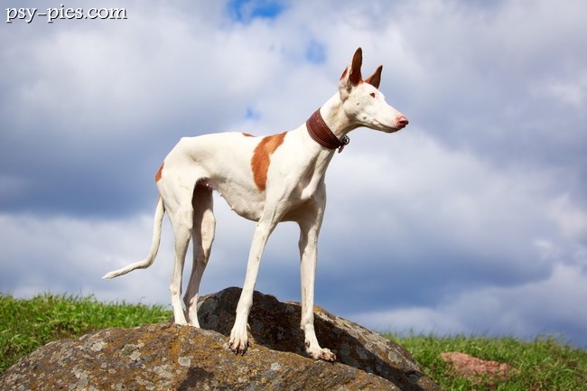 Podenco z Ibizy