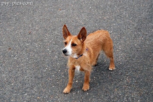 Podenco portugalski
