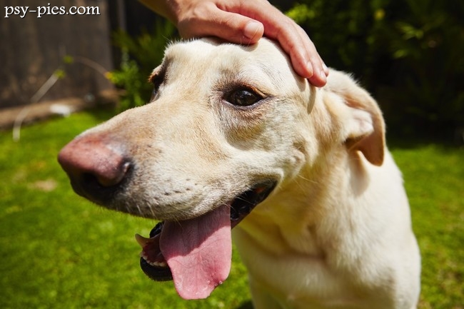 Labrador retriever