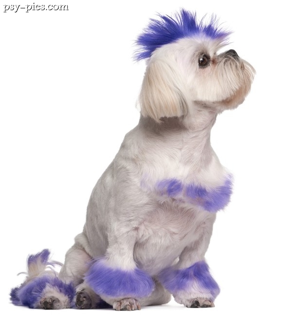 Shih Tzu pank