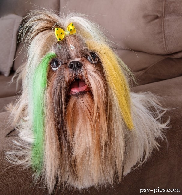 Kolorowy Shih Tzu