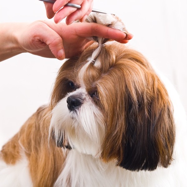 Szata Shih Tzu Najbardziej charakterystyczną cechą rasy jest długa, gęsta sierść z obfitym podszerstkiem. Sierść jest ba