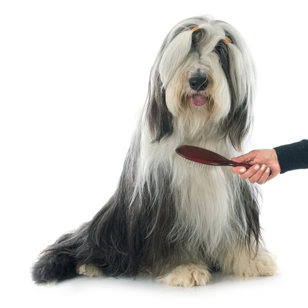 Szata Bearded Collie Psy posiadają podwójną okrywę włosową: miękki i zwarty podszerstek przypominający futro oraz płaski