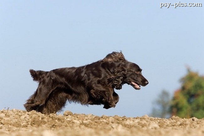 Pies Field spaniel