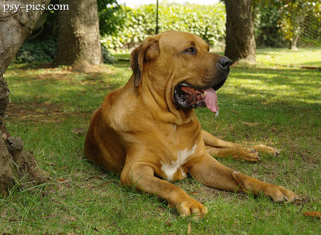 Pies Fila brasileiro