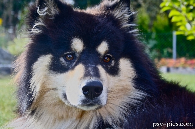 Fiński Lapphund