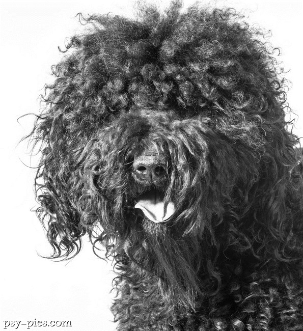 Pies Barbet