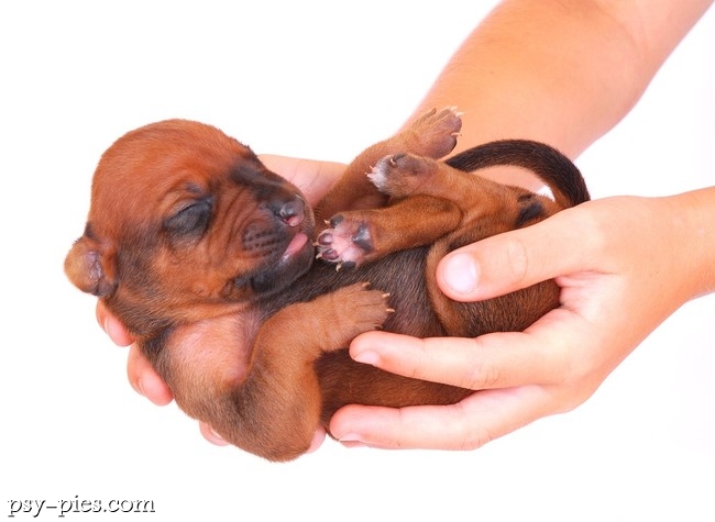 Stymulacja neurologiczna rhodesian ridgebacka