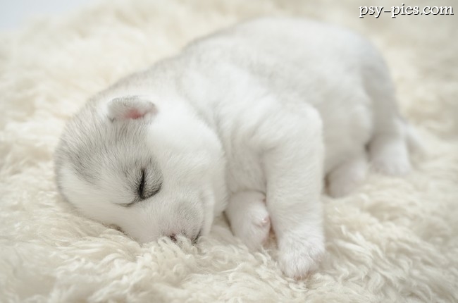 Stymulacja neurologiczna syberian husky