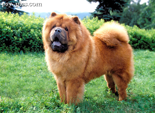 Chow chow