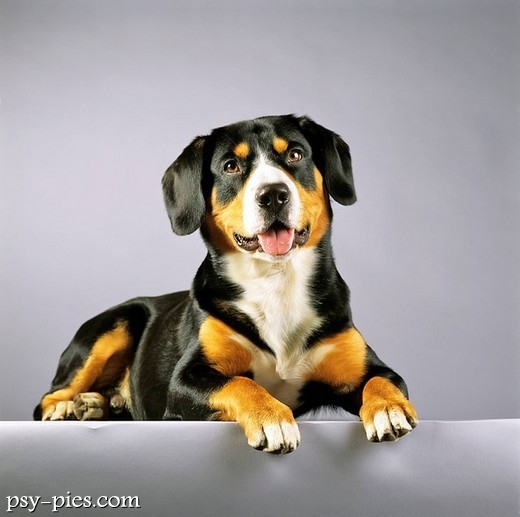 Pies rasy Entlebucher
