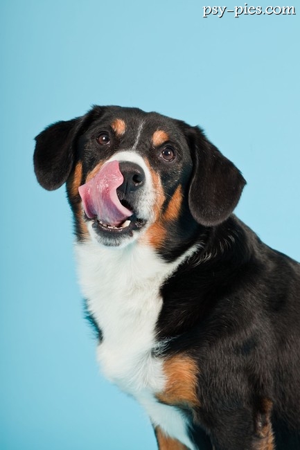 Pies Entlebucher
