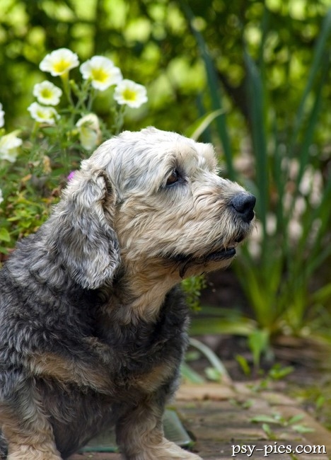 Pies Dandie