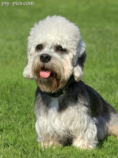 Pies Dandie dinmont terrier