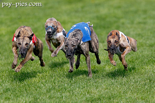 Coursing