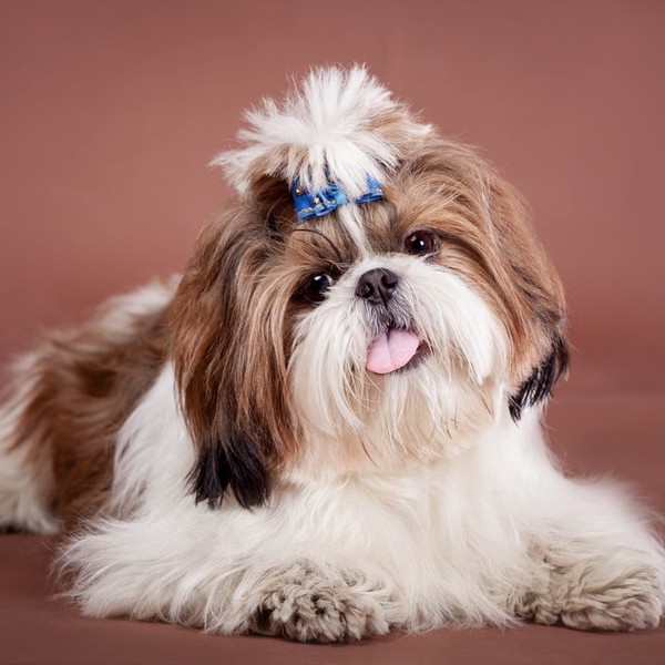 Shih Tzu Psy rasy shih tzu to psy jednego właściciela, które najchętniej podążałyby za swoim panem krok w krok. Lubią pr
