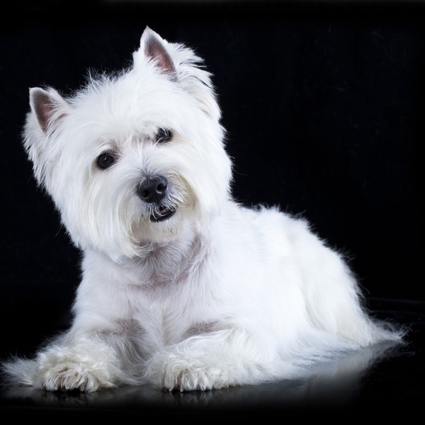 West Highland White Terier West Highland White terrier to inteligentny, żwawy i zawsze chętny do zabawy czworonóg, który