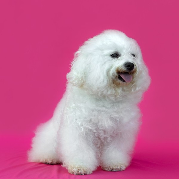Bichon Frise Biszony to żywe, urocze i bardzo wesołe pieski, które samą swoją obecnością mogą uszczęśliwić opiekuna. Maj
