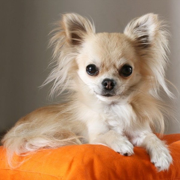 Chihuahua W małym ciele wielki duch. Chihuahua tylko wyglądają tak niepozornie - w rzeczywistości to temperamentne czwor