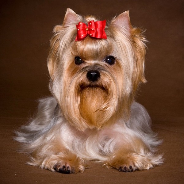 Yorkshire Terrier Yorki to typowe psy miejskie, które doskonale radzą sobie z życiem w małych przestrzeniach. Mają umiar