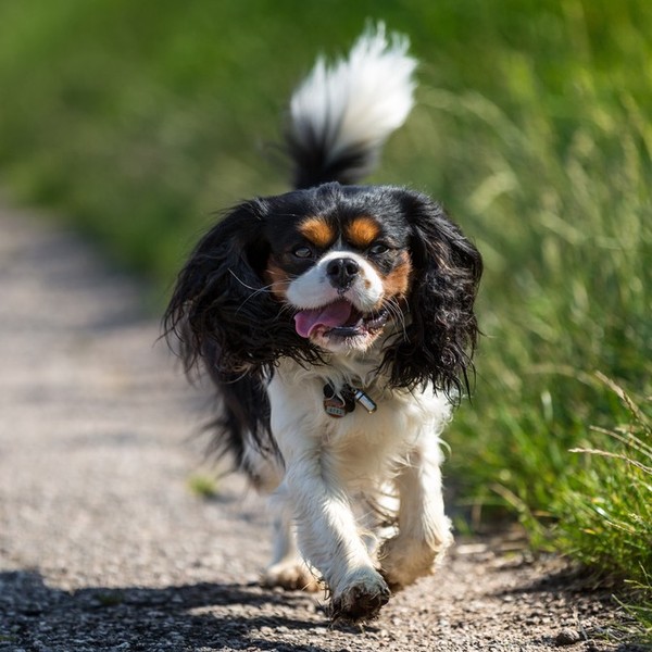 Cavalier King Charles Spaniel Cavaliery to psy do towarzystwa, które zostały stworzone po to, aby umilać życie swoim opi