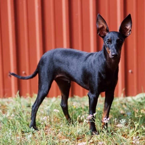 Manchester Terrier Manchestery to psy o wielkim temperamencie, uwielbiające ruch i harce na świeżym powietrzu. Są bardzo