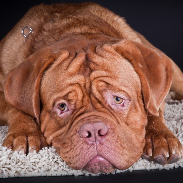 Dogue de Bordeaux Myśląc o dogu z Bordeaux , większość z nas ma przed oczami postać "Śliniaka" z popularnego serialu "Ro