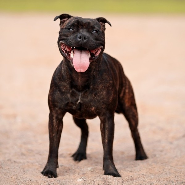 Staffordshire Bull Terrier Staffordshire Bull Terrier jest wesołym i aktywnym psem, który toleruje inne zwierzęta i ma d