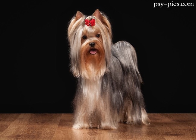Yorkshire Terrier