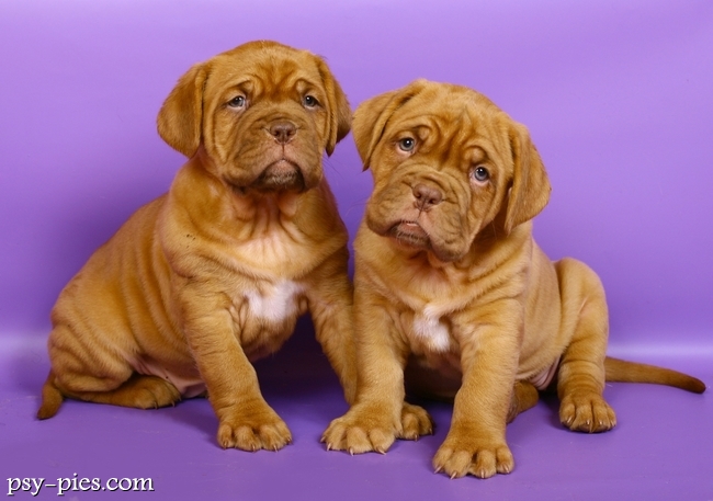 Bordogi