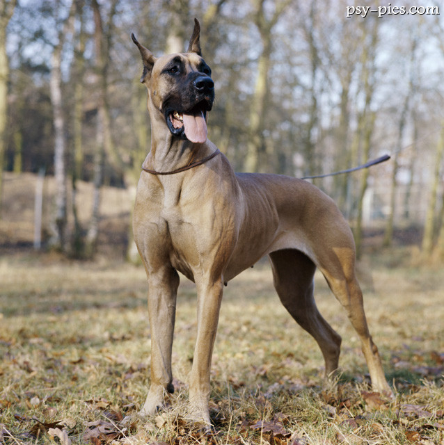 Dog niemiecki w ogrodzie przy domu