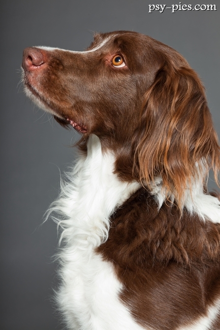 Kufa psa rasy  Dutch Partridge Dog