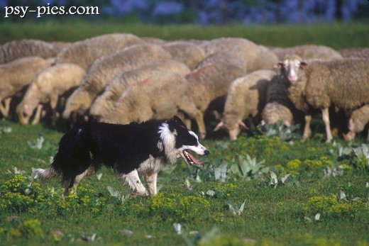 Border collie i owce