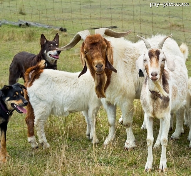 Kelpie i kozy