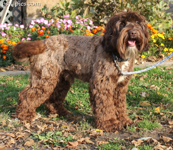 Labradoodle