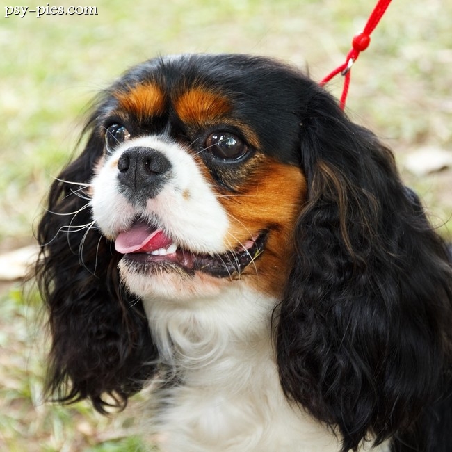 Cavalier king charles spaniel