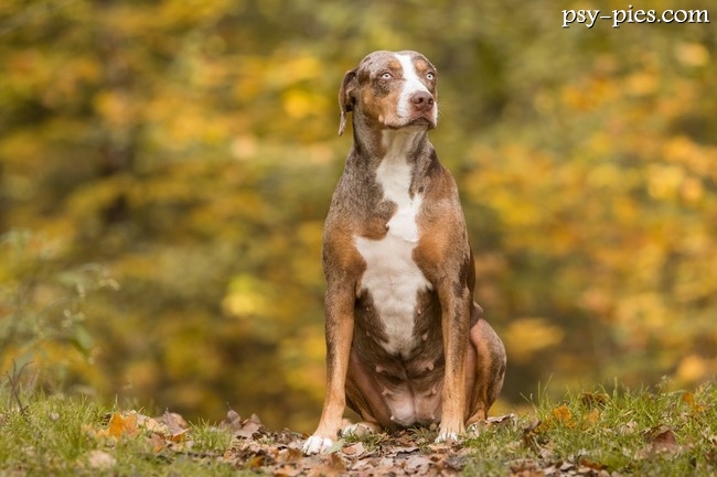 Suczka catahoula leopard dog