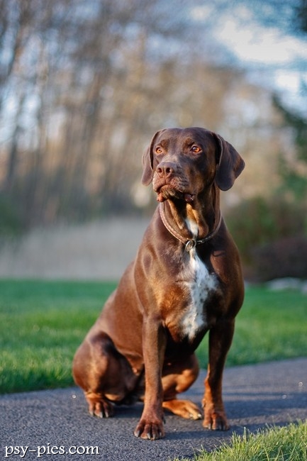 Catahoula leopard dog