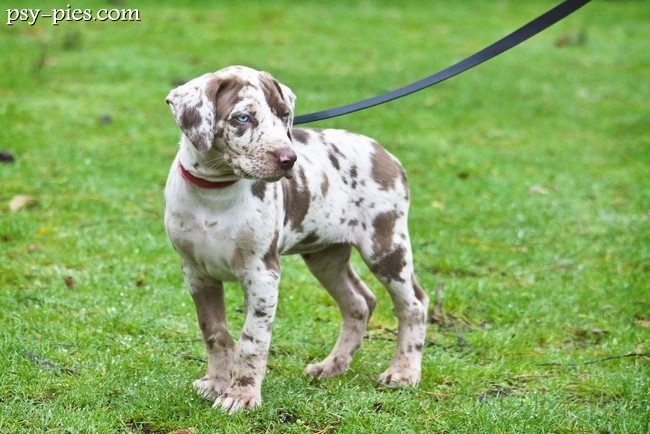 Szczeniak catahoula leopard dog