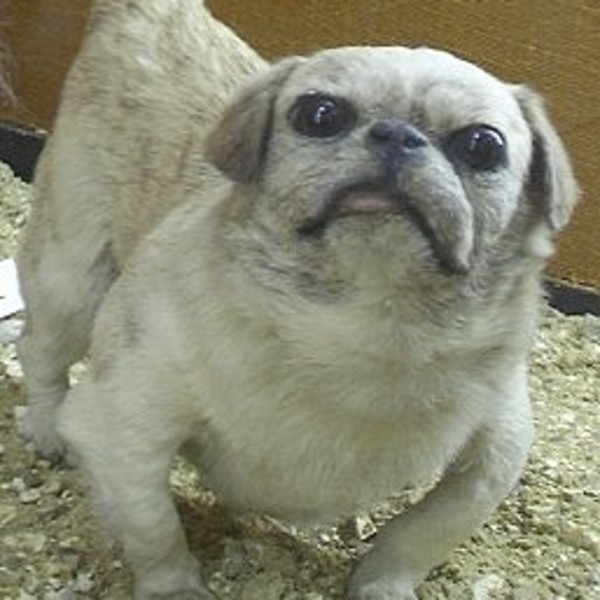 Chinese Happa Dog to pies krótkowłosy, który przypomina dzisiejszego pekińczyka, japońskiego spaniela i Mopsa. Happa Dog